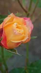 JENNY ROBINSON (miniature)